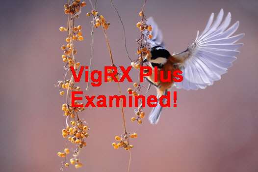 VigRX Plus Reviews Forum