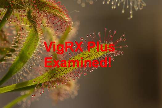 VigRX Plus Resultados Tiempo
